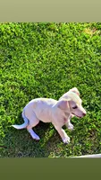 Lucy, a female Chihuahua for sale in Manteca, CA – 3 of 3