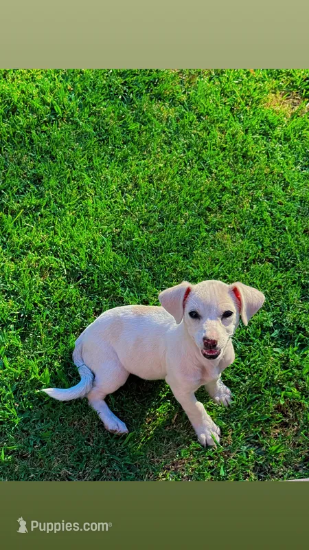 Lucy – Chihuahua puppy for sale in Manteca, CA