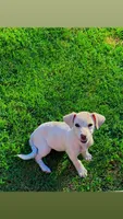 Lucy, a female Chihuahua for sale in Manteca, CA – 1 of 3