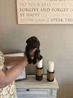 Flint, a male English Mastiff for sale in Transylvania, LA – Photo 2 of 2