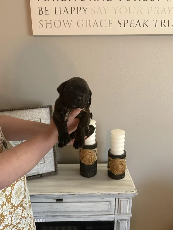 Flint, a male English Mastiff for sale in Transylvania, LA – Photo 1 of 2