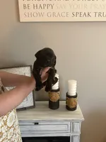 Flint, a male English Mastiff for sale in Transylvania, LA – Photo 1 of 2