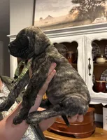 Forrest , a female English Mastiff for sale in Transylvania, LA – Photo 3 of 3