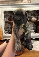 Forrest , a female English Mastiff for sale in Transylvania, LA – Photo 1 of 3