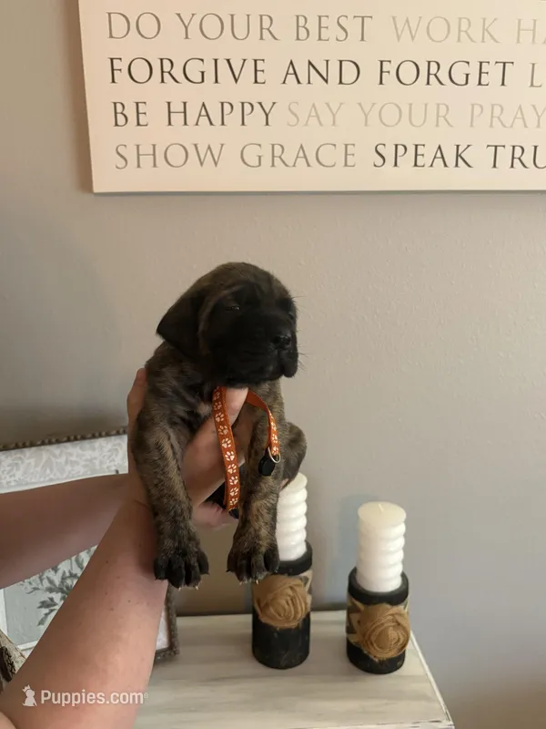 Finley , a male English Mastiff for sale in Transylvania, LA – Photo 1 of 2