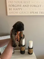 Finley , a male English Mastiff for sale in Transylvania, LA – Photo 1 of 2