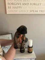 Finley , a male English Mastiff for sale in Transylvania, LA – Photo 2 of 2