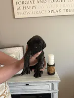 Fern, a female English Mastiff for sale in Transylvania, LA – Photo 2 of 2