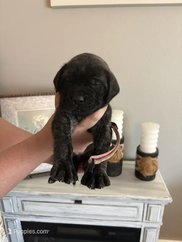 Fern, a female English Mastiff for sale in Transylvania, LA – Photo 1 of 2