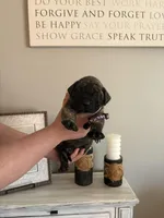 Fiona, a female English Mastiff for sale in Transylvania, LA – Photo 2 of 2