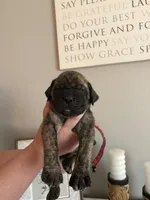 Fergi, a female English Mastiff for sale in Transylvania, LA – Photo 2 of 2