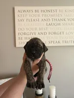 Fergi, a female English Mastiff for sale in Transylvania, LA – Photo 1 of 2