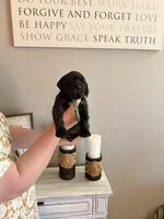 Fletcher, a male English Mastiff for sale in Transylvania, LA – Photo 2 of 2