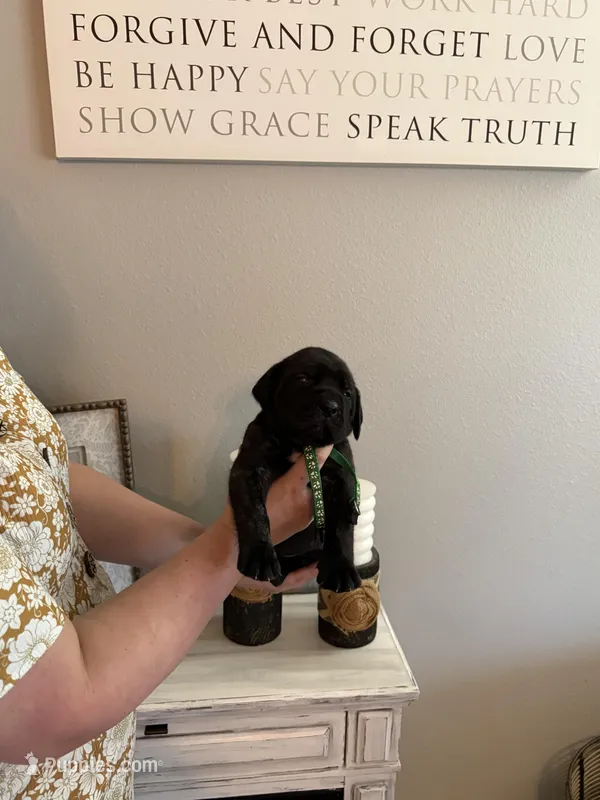 Fletcher, a male English Mastiff for sale in Transylvania, LA – Photo 1 of 2