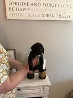 Fletcher, a male English Mastiff for sale in Transylvania, LA – Photo 1 of 2