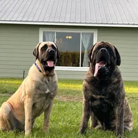 Eden, a female English Mastiff for sale in Transylvania, LA – Photo 2 of 2