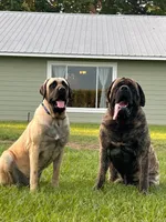 Eden, a female English Mastiff for sale in Transylvania, LA – Photo 2 of 2