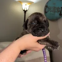 Eden, a female English Mastiff for sale in Transylvania, LA – Photo 1 of 2