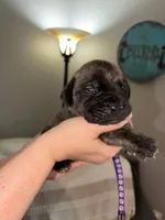 Eden, a female English Mastiff for sale in Transylvania, LA – Photo 1 of 2