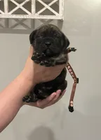 Earl, a male English Mastiff for sale in Transylvania, LA – Photo 1 of 5