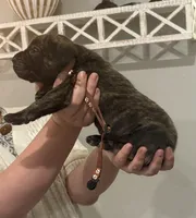 Earl, a male English Mastiff for sale in Transylvania, LA – Photo 4 of 5