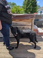 Neon green, a male German Shepherd Dog and Golden Retriever for sale in New Castle, IN – 5 of 5
