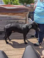Light blue, a male German Shepherd Dog and Golden Retriever for sale in New Castle, IN – 10 of 10