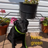 Neon green, a male German Shepherd Dog and Golden Retriever for sale in New Castle, IN – Photo 3 of 10