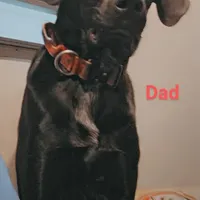 Neon green, a male German Shepherd Dog and Golden Retriever for sale in New Castle, IN – Photo 10 of 10