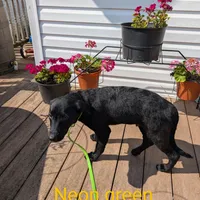 Neon green, a male German Shepherd Dog and Golden Retriever for sale in New Castle, IN – Photo 4 of 10