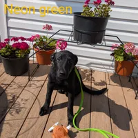 Neon green, a male German Shepherd Dog and Golden Retriever for sale in New Castle, IN – Photo 5 of 10