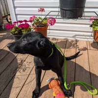 Neon green, a male German Shepherd Dog and Golden Retriever for sale in New Castle, IN – Photo 6 of 10