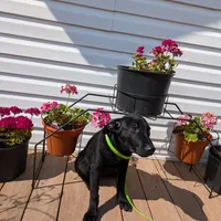 Neon green, a male German Shepherd Dog and Golden Retriever for sale in New Castle, IN – Photo 7 of 10