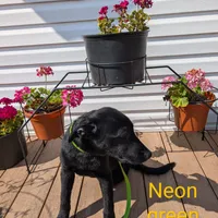 Neon green, a male German Shepherd Dog and Golden Retriever for sale in New Castle, IN – Photo 2 of 10