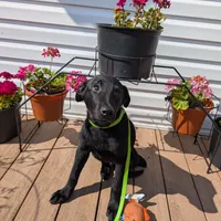 Neon green, a male German Shepherd Dog and Golden Retriever for sale in New Castle, IN – Photo 1 of 10