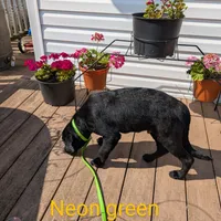 Neon green, a male German Shepherd Dog and Golden Retriever for sale in New Castle, IN – Photo 8 of 10