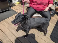 Rose pink, a female German Shepherd Dog and Golden Retriever for sale in New Castle, IN – 9 of 10
