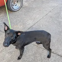Green, a male German Shepherd Dog and Golden Retriever for sale in New Castle, IN – Photo 5 of 10