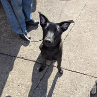 Green, a male German Shepherd Dog and Golden Retriever for sale in New Castle, IN – Photo 6 of 10