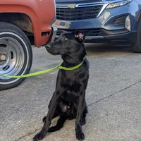 Green, a male German Shepherd Dog and Golden Retriever for sale in New Castle, IN – Photo 8 of 10