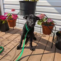 Green, a male German Shepherd Dog and Golden Retriever for sale in New Castle, IN – Photo 1 of 10