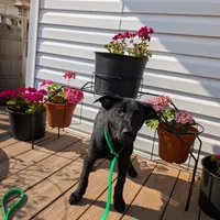 Green, a male German Shepherd Dog and Golden Retriever for sale in New Castle, IN – Photo 2 of 10