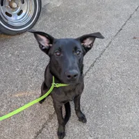 Green, a male German Shepherd Dog and Golden Retriever for sale in New Castle, IN – Photo 10 of 10