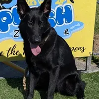 Green, a male German Shepherd Dog and Golden Retriever for sale in New Castle, IN – Photo 3 of 10