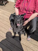 Rose pink, a female German Shepherd Dog and Golden Retriever for sale in New Castle, IN – 8 of 10