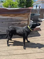 Neon green, a male German Shepherd Dog and Golden Retriever for sale in New Castle, IN – 3 of 5