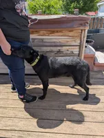 Neon green, a male German Shepherd Dog and Golden Retriever for sale in New Castle, IN – 9 of 10