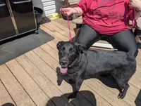 Rose pink, a female German Shepherd Dog and Golden Retriever for sale in New Castle, IN – 10 of 10