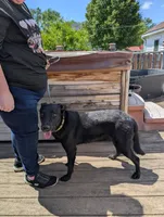 Neon green, a male German Shepherd Dog and Golden Retriever for sale in New Castle, IN – 1 of 5