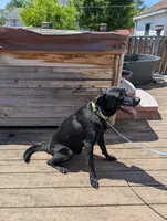 Neon green, a male German Shepherd Dog and Golden Retriever for sale in New Castle, IN – 2 of 5